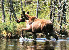 Great Moose Hunting at Argyle Lake Lodge!
